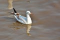 Slender-billed Gull Royalty Free Stock Photo