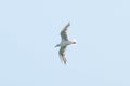 slender-billed gull . Chroicocephalus genei Royalty Free Stock Photo