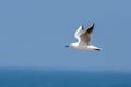 Slender-Billed Gull Chroicocephalus genei  in flight in the UAE Royalty Free Stock Photo