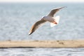 Slender-billed gull or Chroicocephalus genei flying on the beach, playing with waves and fishing, Evros Greece