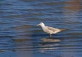 Slender-billed Gull (Chroicocephalus genei) Royalty Free Stock Photo