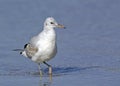Slender-billed Gull, Crete Royalty Free Stock Photo