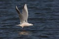 Slender-billed gull, Larus genei Royalty Free Stock Photo