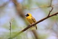 Slender-billed weaver Royalty Free Stock Photo