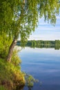 The slender birch-tree standing on the Bank of the river.