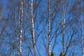 Slender birch trunks without leaves against a clear blue sky. Springtime, early April Royalty Free Stock Photo
