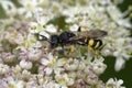 Slender-bodied Digger Wasp