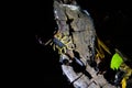 Wildlife: A Slender Brown Scorpion is seen in the jungles of Guatemala