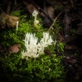Slender Coral fungus grows from a clump of moss in woodland Ramariopsis subtilis