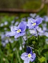 Slender, creeping threadstalk speedwell or Whetzel weed (Veronica filiformis) flowerin
