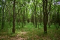 Slender deciduous alleys of trees. Arboretum. There is a fir forest in the distance. Woodlands. Green grass