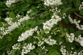 Slender deutzia blossoms Deutzia gracilis.white bloom in the garden Royalty Free Stock Photo