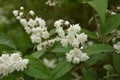 Slender deutzia blossoms Deutzia gracilis.white bloom in the garden Royalty Free Stock Photo