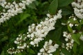 Slender deutzia blossoms Deutzia gracilis.white bloom in the garden Royalty Free Stock Photo