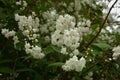Slender deutzia blossoms Deutzia gracilis.white bloom in the garden Royalty Free Stock Photo