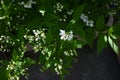 Slender deutzia ( Deutzia gracilis ) flowers. Royalty Free Stock Photo