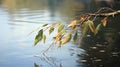 A slender and elongated willow leaf delicately hanging by the water\'s edge