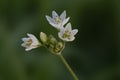 Slender false garlic flowers also known as honeybells Royalty Free Stock Photo