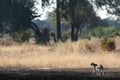 A slender and fast Cheetah makes its way across an open plain as it hunts in the wooded areas of the Okavango Delta.