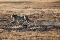 A slender and fast Cheetah makes its way across an open plain as it hunts in the wooded areas of the Okavango Delta.