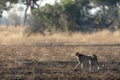 A slender and fast Cheetah makes its way across an open plain as it hunts in the wooded areas of the Okavango Delta