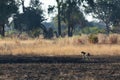 A slender and fast Cheetah makes its way across an open plain as it hunts in the wooded areas of the Okavango Delta.