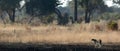 A slender and fast Cheetah makes its way across an open plain as it hunts in the wooded areas of the Okavango Delta.