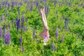 Slender female legs among the flowers. The concept of summer and leisure