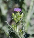 Slender-flower thistle, Carduus tenuiflorus Royalty Free Stock Photo