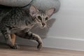 Slender gray oriental shorthair cat with green eyes and large ears. Extreme type. Blurred background.