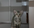 A slender gray oriental shorthair cat with green eyes and large ears sits against a gray wall.