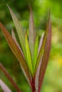 Luminous, slender green and Burgundy leaves in extreme close up, appear to have internal light source