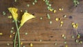 Slender green stemmed yellow lilies cross on a wood table filled with petals and leaves with room for text Royalty Free Stock Photo