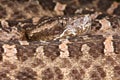 Slender Hognosed viper Royalty Free Stock Photo