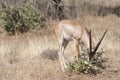 Slender-horned Gazelle