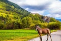 A slender horse Royalty Free Stock Photo