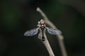 Slender hoverfly (Ocyptamus fuscipennis), Satara, maharashtra, India Royalty Free Stock Photo