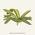 Slender Lady Palm Rhapis Flabelliformis found in 1825-1890 N