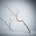 A slender, leafless tree branch is captured against a plain gray background Royalty Free Stock Photo