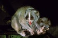 Slender Loris, loris tardigradus, Mother with Cub, Licking its Nose Royalty Free Stock Photo