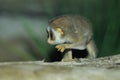 Slender loris Royalty Free Stock Photo