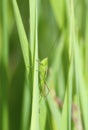 A Slender Meadow Katydid Conocephalus fasciatus with Very Long Antenna Perched on a Stalk of Green Grass