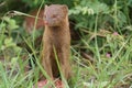 Slender mongoose Royalty Free Stock Photo