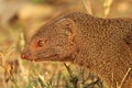 Slender Mongoose - African Wildlife Background - Blending In