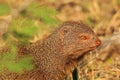 Slender Mongoose - African Wildlife Background - Colors in Nature