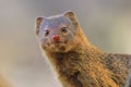 Slender Mongoose - African Wildlife Background - Curious and Cute