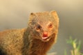 Slender Mongoose - African Wildlife Background - Cutest Scavenger Around