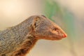 Slender Mongoose - African Wildlife Background - Focus and Color