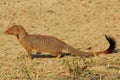Slender Mongoose - African Wildlife Background - Portrait of a Scavenger