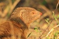 Slender Mongoose - African Wildlife Background - Scavenger Cute